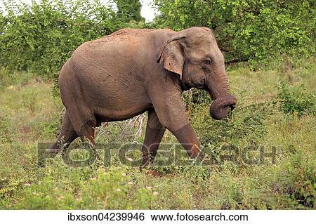 Sri Lankan elephant (Elephas maximus maximus), adult, foraging, Udawalawe National Park, Sri Lanka, Asia View Large Photo Image Stock Photograph - Sri Lankan elephant (Elephas maximus maximus), adult, foraging, Udawalawe National Park, Sri Lanka, Asia. Fotosearch