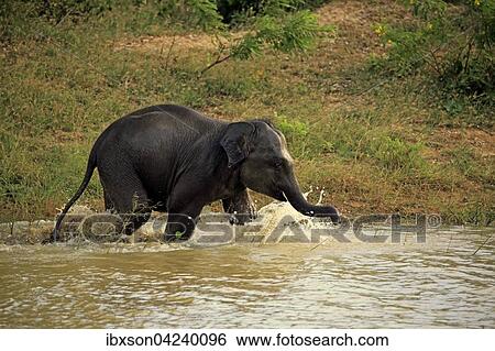 Sri Lankan elephant (Elephas maximus maximus), calf splashing, playing in water, Yala National Park, Sri Lanka, Asia View Large Photo Image Stock Photograph - Sri Lankan elephant (Elephas maximus maximus), calf splashing, playing in water, Yala National Park, Sri Lanka, Asia. Fotosearch