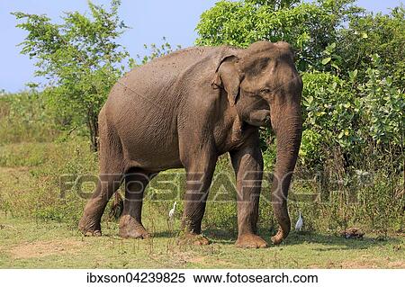 Sri Lankan elephant (Elephas maximus maximus), adult, male, eating, Udawalawe National Park, Sri Lanka, Asia View Large Photo Image Stock Photography - Sri Lankan elephant (Elephas maximus maximus), adult, male, eating, Udawalawe National Park, Sri Lanka, Asia. Fotosearch