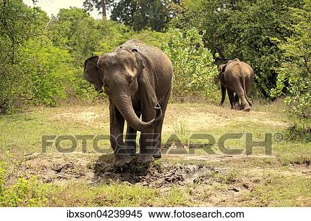Sri Lankan elephant (Elephas maximus maximus), adult, mud as skin protection, Udawalawe National Park, Sri Lanka, Asia View Large Photo Image Stock Photography - Sri Lankan elephant (Elephas maximus maximus), adult, mud as skin protection, Udawalawe National Park, Sri Lanka, Asia. Fotosearch