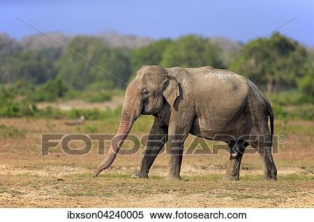 Sri Lankan Elephant (Elephas maximus maximus), adult male, foraging, Yala National Park, Sri Lanka, Asia View Large Photo Image Stock Photography - Sri Lankan Elephant (Elephas maximus maximus), adult male, foraging, Yala National Park, Sri Lanka, Asia. Fotosearch