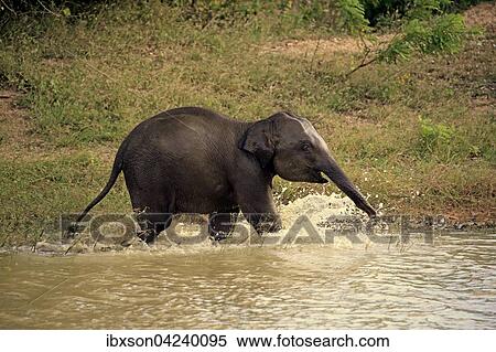 Sri Lankan elephant (Elephas maximus maximus), calf splashing, playing in water, Yala National Park, Sri Lanka, Asia View Large Photo Image Stock Photography - Sri Lankan elephant (Elephas maximus maximus), calf splashing, playing in water, Yala National Park, Sri Lanka, Asia. Fotosearch