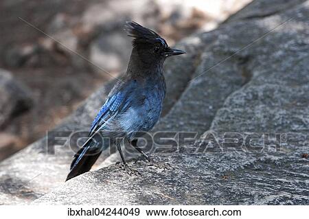 Steller's jay (Cyanocitta stelleri), Yosemite National Park, USA, North America View Large Photo Image Stock Photo - Steller's jay (Cyanocitta stelleri), Yosemite National Park, USA, North America. Fotosearch