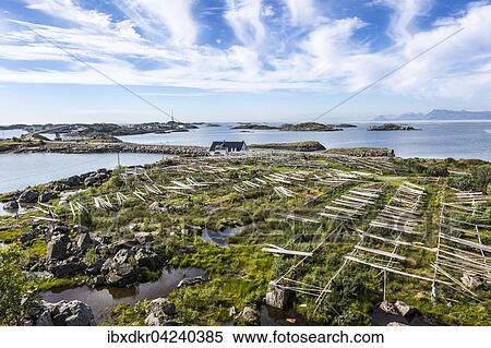 Stock Photography - Stockfish racks in Henningsvaer, Austvagoya, Lofoten, Norway, Europe. Fotosearch
