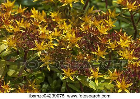 Stonecrop (Sedum sp. ), yellow flowers, Tyrol, Austria, Europe View Large Photo Image Stock Photography - Stonecrop (Sedum sp. ), yellow flowers, Tyrol, Austria, Europe. Fotosearch