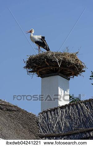 Stock Image - Stork's nest on chimney, white stork (Ciconia ciconia), Hufnagl House, Apetlon, National Park Lake Neusiedl, Seewinkel, Burgenland, Austria, Europe. Fotosearch
