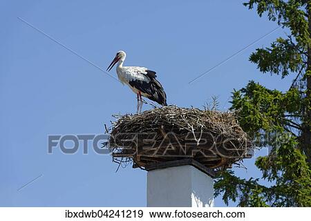 Stock Photo - Stork's nest on chimney, white stork (Ciconia ciconia), Hufnagl House, Apetlon, National Park Lake Neusiedl, Seewinkel, Burgenland, Austria, Europe. Fotosearch