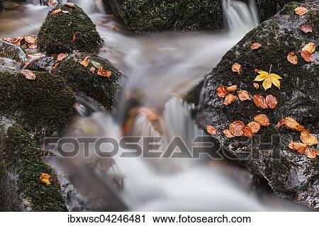 Stream flowing over stones, autumn leaves, Cascade Charlemagne, Gerardmer, La Bresse, Vosges, France, Europe View Large Photo Image Stock Image - Stream flowing over stones, autumn leaves, Cascade Charlemagne, Gerardmer, La Bresse, Vosges, France, Europe. Fotosearch