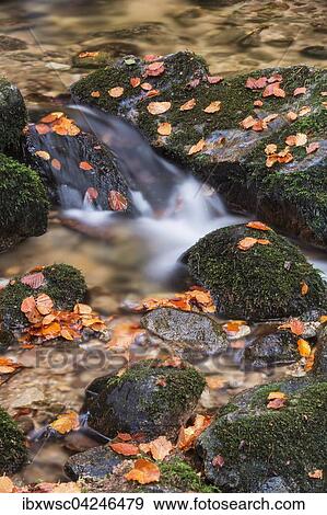 Stock Photo - Stream flowing over stones, autumn leaves, Cascade Charlemagne, Gerardmer, La Bresse, Vosges, France, Europe. Fotosearch