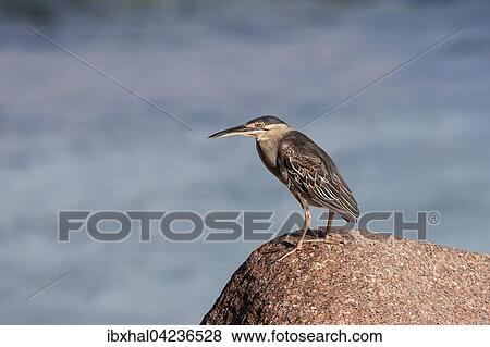 Striated heron (Butorides striatus) sitting on a granite rock, La Digue Island, Seychelles, Africa View Large Photo Image Stock Photo - Striated heron (Butorides striatus) sitting on a granite rock, La Digue Island, Seychelles, Africa. Fotosearch