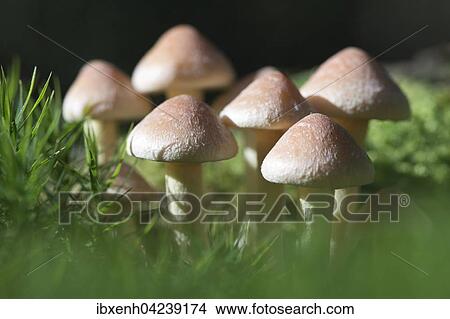 Sulphur tufts (Hypholoma fasciculare), Emsland, Lower Saxony, Germany, Europe View Large Photo Image Picture - Sulphur tufts (Hypholoma fasciculare), Emsland, Lower Saxony, Germany, Europe. Fotosearch