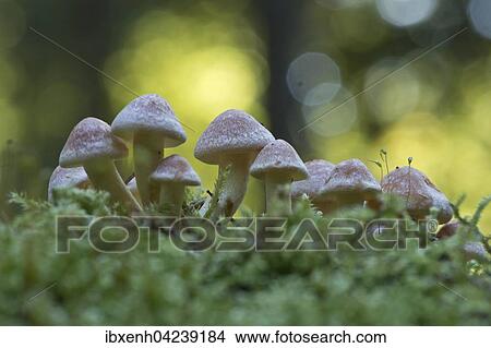 Sulphur tufts (Hypholoma fasciculare), Emsland, Lower Saxony, Germany, Europe View Large Photo Image Picture - Sulphur tufts (Hypholoma fasciculare), Emsland, Lower Saxony, Germany, Europe. Fotosearch