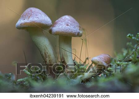Sulphur tufts (Hypholoma fasciculare), Emsland, Lower Saxony, Germany, Europe View Large Photo Image Stock Image - Sulphur tufts (Hypholoma fasciculare), Emsland, Lower Saxony, Germany, Europe. Fotosearch
