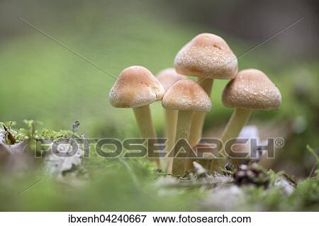 Sulphur tufts (Hypholoma fasciculare), Emsland, Lower Saxony, Germany, Europe View Large Photo Image Stock Photo - Sulphur tufts (Hypholoma fasciculare), Emsland, Lower Saxony, Germany, Europe. Fotosearch