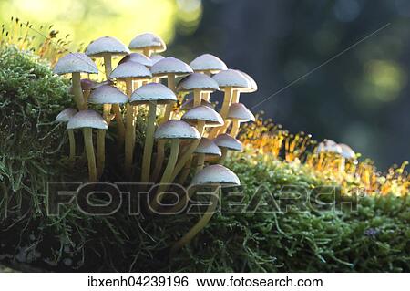 Sulphur tufts (Hypholoma fasciculare), Emsland, Lower Saxony, Germany, Europe View Large Photo Image Stock Photograph - Sulphur tufts (Hypholoma fasciculare), Emsland, Lower Saxony, Germany, Europe. Fotosearch