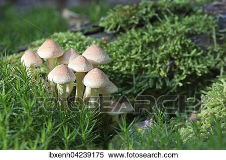 Sulphur tufts (Hypholoma fasciculare), Emsland, Lower Saxony, Germany, Europe View Large Photo Image Stock Photography - Sulphur tufts (Hypholoma fasciculare), Emsland, Lower Saxony, Germany, Europe. Fotosearch