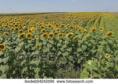 Sunflower field, Frauenkirchen, Neusiedl Lake, Seewinkel National Park, Burgenland, Austria, Europe View Large Photo Image Stock Photography - Sunflower field, Frauenkirchen, Neusiedl Lake, Seewinkel National Park, Burgenland, Austria, Europe. Fotosearch