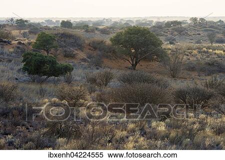 Stock Photography - Sunrise in the Kalahari, Kalkrand, Namibia, Africa. Fotosearch