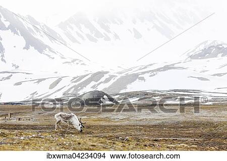 Picture - Svalbard reindeer (Rangifer tarandus platyrhynchus), foraging, Spitsbergen, Norway, Europe. Fotosearch