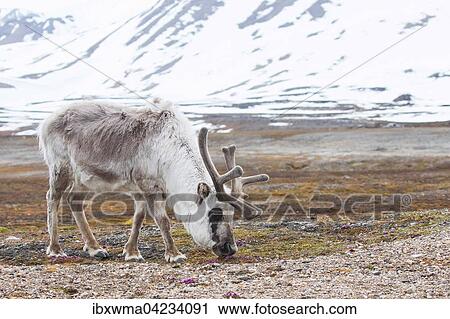 Svalbard reindeer (Rangifer tarandus platyrhynchus), foraging, Spitsbergen, Norway, Europe View Large Photo Image Stock Image - Svalbard reindeer (Rangifer tarandus platyrhynchus), foraging, Spitsbergen, Norway, Europe. Fotosearch