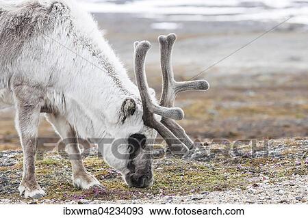 Svalbard reindeer (Rangifer tarandus platyrhynchus), foraging, Spitsbergen, Norway, Europe View Large Photo Image Stock Image - Svalbard reindeer (Rangifer tarandus platyrhynchus), foraging, Spitsbergen, Norway, Europe. Fotosearch