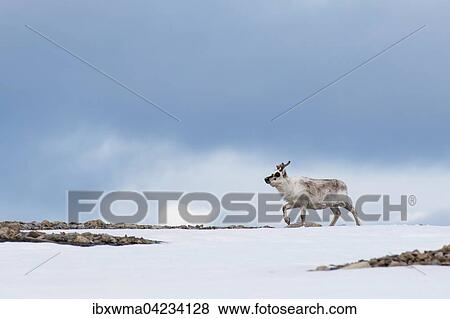 Svalbard reindeer (Rangifer tarandus platyrhynchus), Spitsbergen, Norway, Europe View Large Photo Image Stock Photo - Svalbard reindeer (Rangifer tarandus platyrhynchus), Spitsbergen, Norway, Europe. Fotosearch