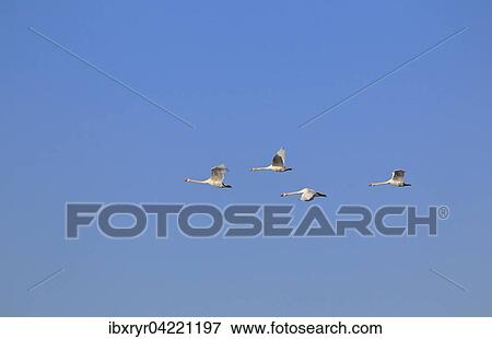 Stock Photo - Swans (Cygnus), in flight, Mecklenburg-Western Pomerania, Germany, Europe. Fotosearch