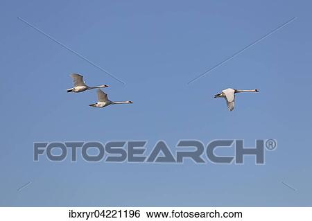 Swans (Cygnus), in flight, Mecklenburg-Western Pomerania, Germany, Europe View Large Photo Image Stock Photograph - Swans (Cygnus), in flight, Mecklenburg-Western Pomerania, Germany, Europe. Fotosearch
