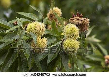Stock Image - Sweet chestnut (Castanea sativa), ripe fruits, Bamberg, Upper Franconia, Bavaria, Germany, Europe. Fotosearch