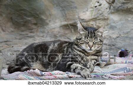 Stock Photo - Tabby cat sleeping on carpet, Corsica, France, Europe. Fotosearch