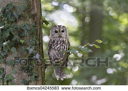 Tawny owl (Strix aluco), captive, Vulkaneifel, Germany, Europe View Large Photo Image Stock Image - Tawny owl (Strix aluco), captive, Vulkaneifel, Germany, Europe. Fotosearch