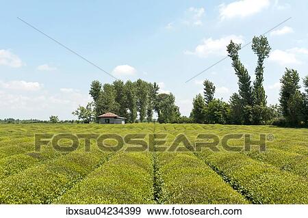 Tea plantation (Camellia sinensis), Fuman, Fouman, Gilan Province, Iran, Asia View Large Photo Image Stock Photo - Tea plantation (Camellia sinensis), Fuman, Fouman, Gilan Province, Iran, Asia. Fotosearch