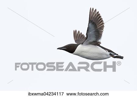 Thick-billed murre (Uria lomvia), in flight, Spitsbergen, Norway, Europe View Large Photo Image Stock Photo - Thick-billed murre (Uria lomvia), in flight, Spitsbergen, Norway, Europe. Fotosearch