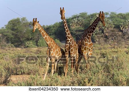 Three Somali giraffes or reticulated giraffes (Giraffa reticulata camelopardalis), Samburu National Reserve, Kenya, Africa View Large Photo Image Stock Image - Three Somali giraffes or reticulated giraffes (Giraffa reticulata camelopardalis), Samburu National Reserve, Kenya, Africa. Fotosearch