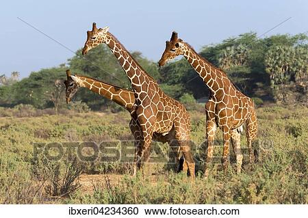 Three Somali giraffes or reticulated giraffes (Giraffa reticulata camelopardalis), Samburu National Reserve, Kenya, Africa View Large Photo Image Stock Image - Three Somali giraffes or reticulated giraffes (Giraffa reticulata camelopardalis), Samburu National Reserve, Kenya, Africa. Fotosearch