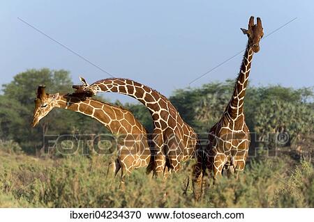 Three Somali giraffes or reticulated giraffes (Giraffa reticulata camelopardalis), Samburu National Reserve, Kenya, Africa View Large Photo Image Stock Image - Three Somali giraffes or reticulated giraffes (Giraffa reticulata camelopardalis), Samburu National Reserve, Kenya, Africa. Fotosearch