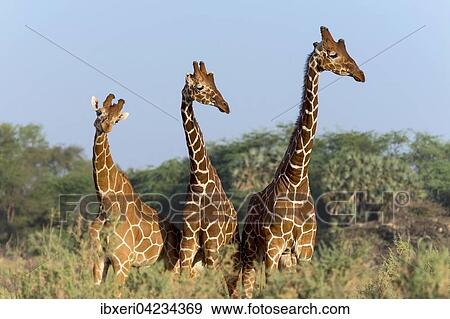 Three Somali giraffes or reticulated giraffes (Giraffa reticulata camelopardalis), Samburu National Reserve, Kenya, Africa View Large Photo Image Stock Photo - Three Somali giraffes or reticulated giraffes (Giraffa reticulata camelopardalis), Samburu National Reserve, Kenya, Africa. Fotosearch