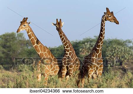 Three Somali giraffes or reticulated giraffes (Giraffa reticulata camelopardalis), Samburu National Reserve, Kenya, Africa View Large Photo Image Stock Photograph - Three Somali giraffes or reticulated giraffes (Giraffa reticulata camelopardalis), Samburu National Reserve, Kenya, Africa. Fotosearch
