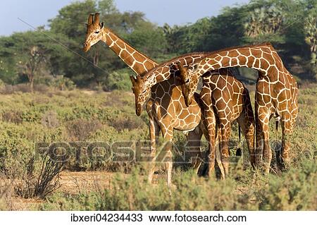 Three Somali or reticulated giraffes (Giraffa reticulata camelopardalis), Samburu National Reserve, Kenya, Africa View Large Photo Image Stock Image - Three Somali or reticulated giraffes (Giraffa reticulata camelopardalis), Samburu National Reserve, Kenya, Africa. Fotosearch