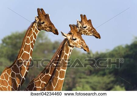 Three Somali or reticulated giraffes (Giraffa reticulata camelopardalis), Samburu National Reserve, Kenya, Africa View Large Photo Image Stock Image - Three Somali or reticulated giraffes (Giraffa reticulata camelopardalis), Samburu National Reserve, Kenya, Africa. Fotosearch