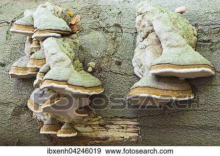 Stock Photo - Tinder fungus (Fomes fomentarius), Emsland, Lower Saxony, Germany, Europe. Fotosearch