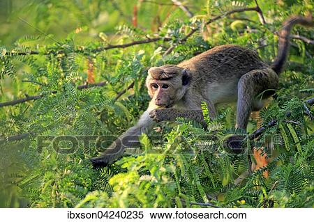 Stock Photography - Toque macaque (Macaca sinica), adult on a tree, eating, Yala National Park, Sri Lanka, Asia. Fotosearch