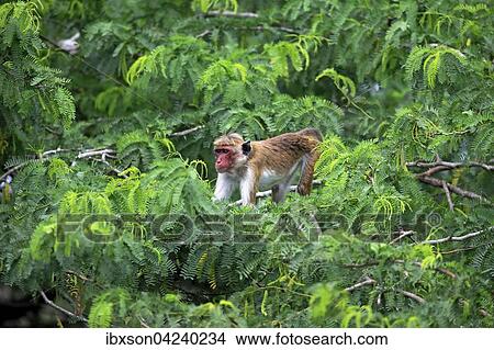 Toque macaque (Macaca sinica), adult, climbing a tree, Yala National Park, Sri Lanka, Asia View Large Photo Image Picture - Toque macaque (Macaca sinica), adult, climbing a tree, Yala National Park, Sri Lanka, Asia. Fotosearch