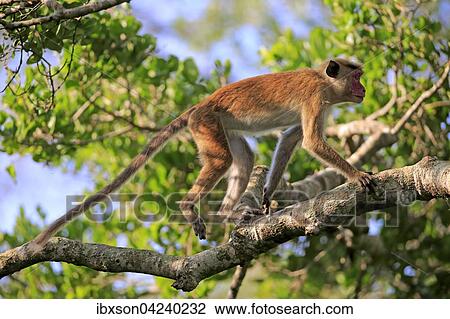 Stock Image - Toque macaque (Macaca sinica), adult, climbing a tree, Yala National Park, Sri Lanka, Asia. Fotosearch