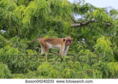 Toque macaque (Macaca sinica), adult, climbing a tree, Yala National Park, Sri Lanka, Asia View Large Photo Image Stock Image - Toque macaque (Macaca sinica), adult, climbing a tree, Yala National Park, Sri Lanka, Asia. Fotosearch