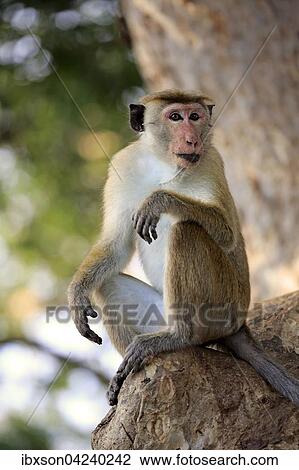 Toque macaque (Macaca sinica), adult, sitting on a tree, Yala National Park, Sri Lanka, Asia View Large Photo Image Stock Image - Toque macaque (Macaca sinica), adult, sitting on a tree, Yala National Park, Sri Lanka, Asia. Fotosearch