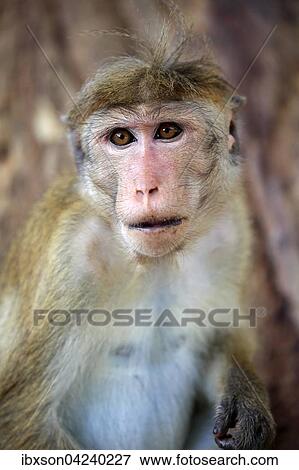 Toque macaque (Macaca sinica) adult, portrait, Yala National Park, Sri Lanka, Asia View Large Photo Image Stock Photo - Toque macaque (Macaca sinica) adult, portrait, Yala National Park, Sri Lanka, Asia. Fotosearch