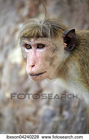 Toque macaque (Macaca sinica) adult, portrait, Yala National Park, Sri Lanka, Asia View Large Photo Image Stock Photo - Toque macaque (Macaca sinica) adult, portrait, Yala National Park, Sri Lanka, Asia. Fotosearch