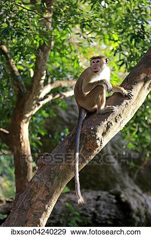 Toque macaque (Macaca sinica), adult, sitting on a tree, Yala National Park, Sri Lanka, Asia View Large Photo Image Stock Photo - Toque macaque (Macaca sinica), adult, sitting on a tree, Yala National Park, Sri Lanka, Asia. Fotosearch