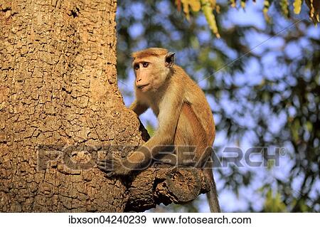 Toque macaque (Macaca sinica), adult, climbing a tree, alert, Yala National Park, Sri Lanka, Asia View Large Photo Image Stock Photo - Toque macaque (Macaca sinica), adult, climbing a tree, alert, Yala National Park, Sri Lanka, Asia. Fotosearch